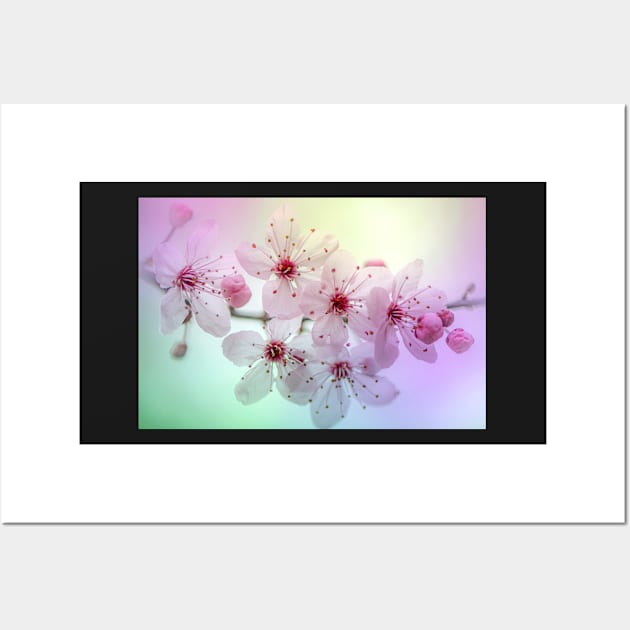 Colourful Cherry Blossom Wall Art by TonyNorth